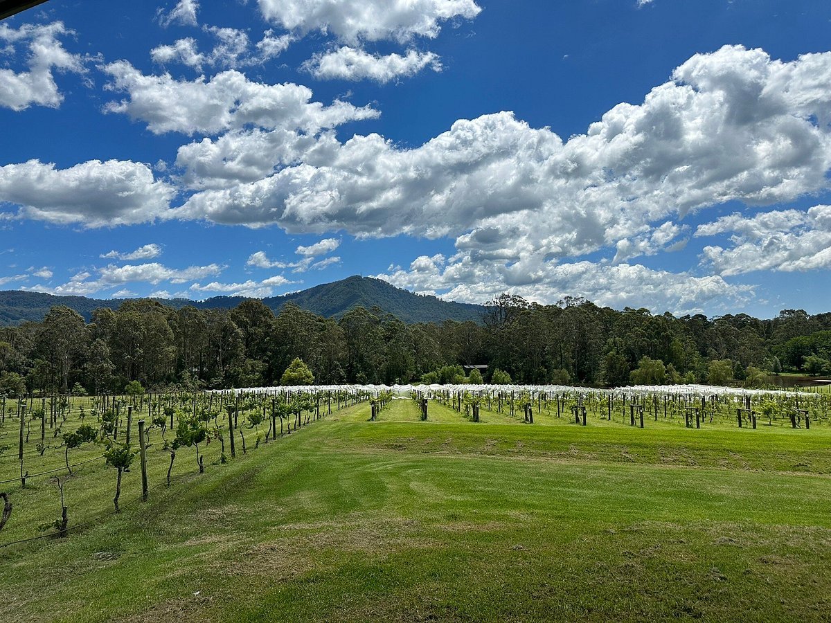 Vineyard in the Southern Highlands with mountains in background
